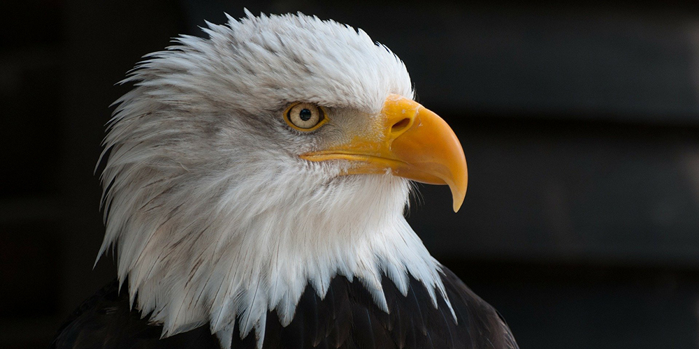 Bird Thats Also a Term in Golf: Discover the Meaning of Eagle