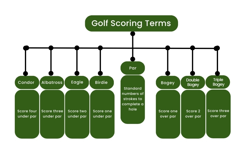 Bird Thats Also a Term in Golf: Discover the Meaning of Eagle