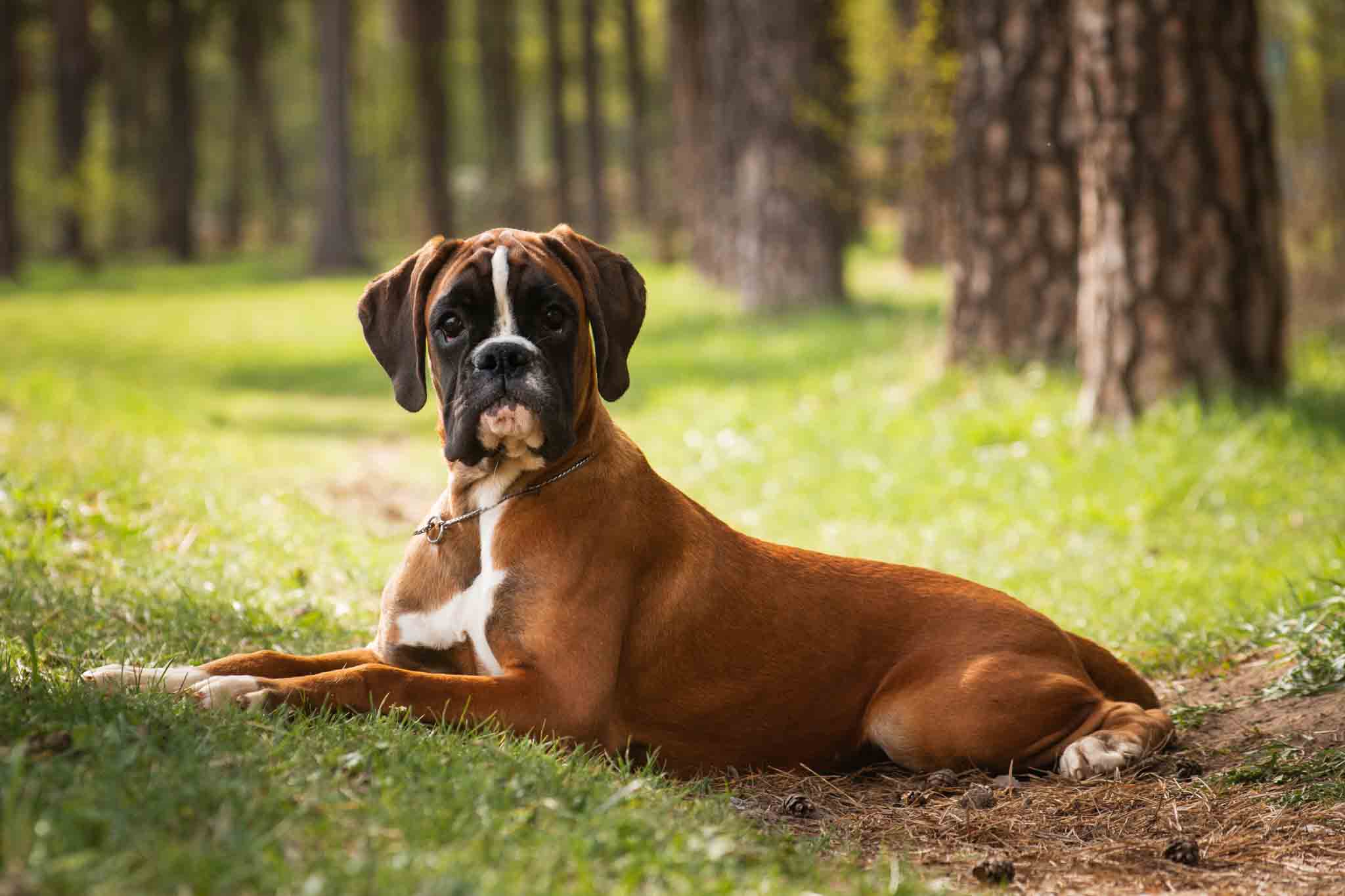 Why Choose Boxer Breeders Near Me? (Explore the top advantages of finding your puppy locally)