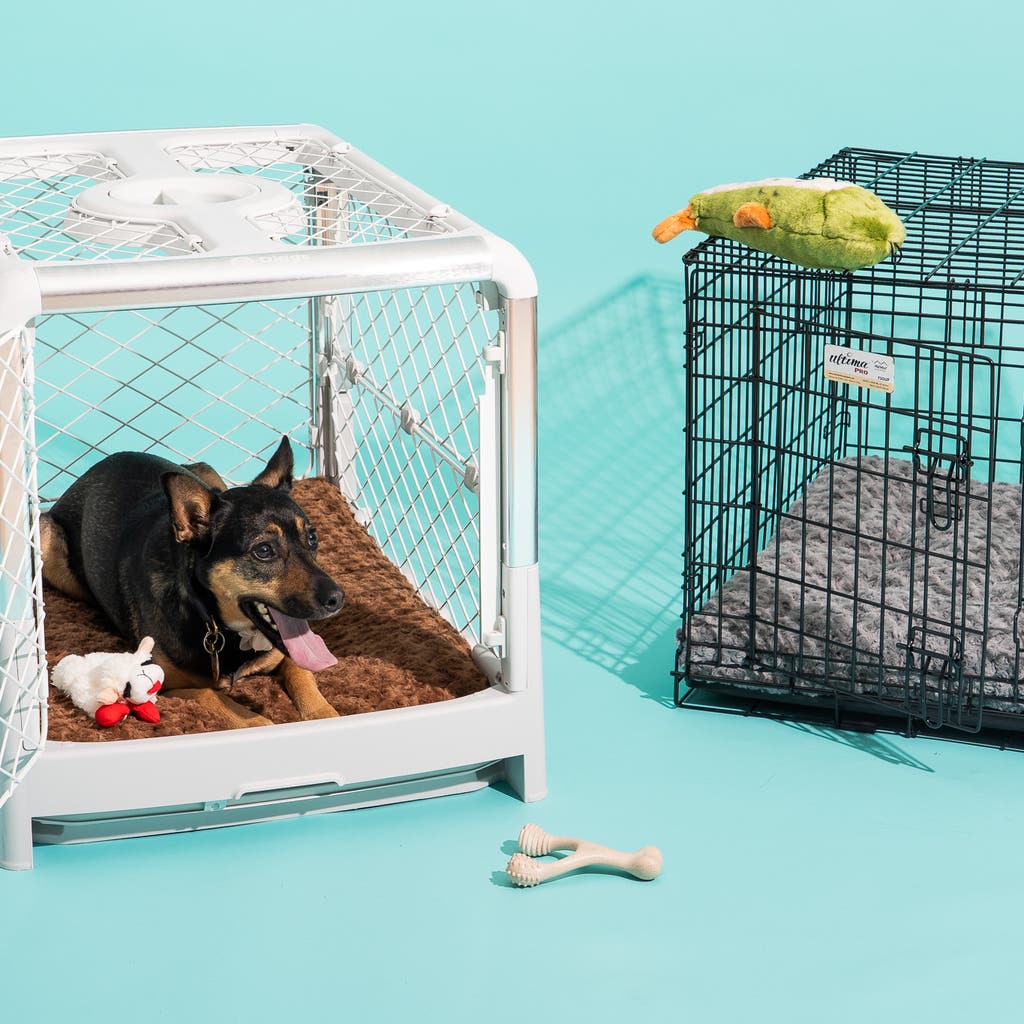 Where To Find Cheap Dog Boxes Near Me (Top 4 Budget Friendly Options)